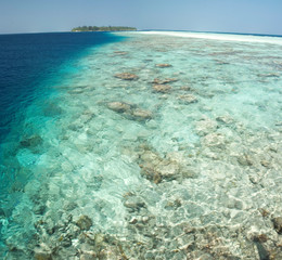 Coral Reef