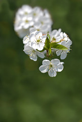 Close Up Cherry Tree in Blossom. Shallow Depth of Field