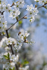 The bee collecting pollen from a cherry tree flower