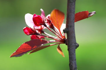 blossoming plum