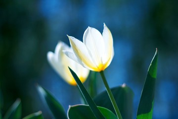 white spring a young tulip with green leaves