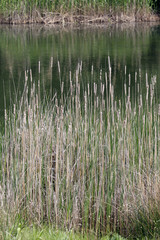 bords d'étang