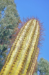 cactus géant