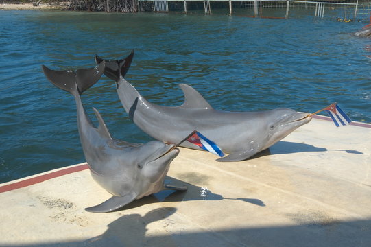 DELFINI CUBANI