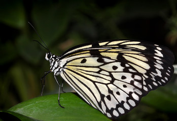 Tropical butterfly