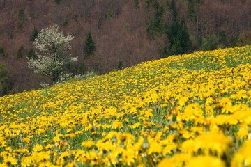 Yellow meadow