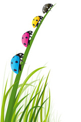 Coccinelles des couleurs de l'imprimerie dans l'herbe