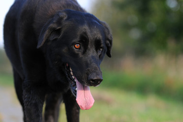 Schwarzer Mischlingshund