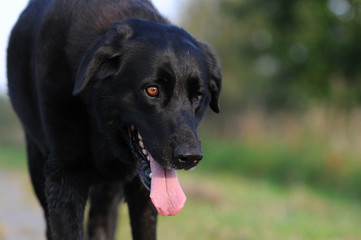 Naklejka premium Schwarzer Mischlingshund
