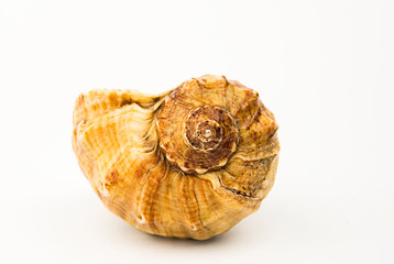 Sea shell over white