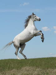 Grey horse rears