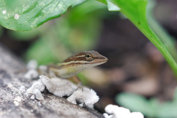 Anolis auratus- (Polychrotidae sauria)