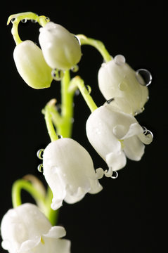 Lily Of The Valley