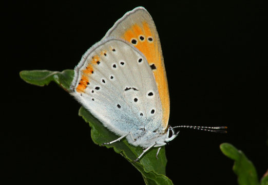 Butterfly (Heodes dispar)