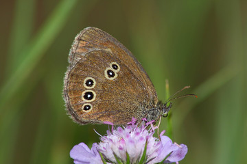 Day butterfly (Satyrus)