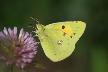 Butterfly (Colias crocea)