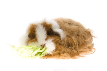 guinea pig isolated on the white background