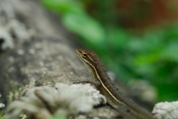 Anolis auratus - (Polychrotidae sauria)