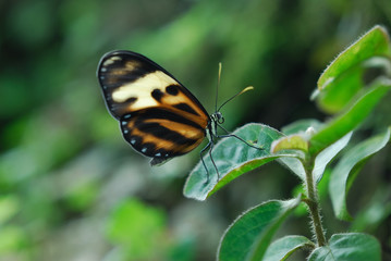 Heliconius ismenius telchinia
