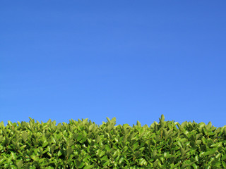Fototapeta na wymiar Hedge Privet i niebieskim tle nieba