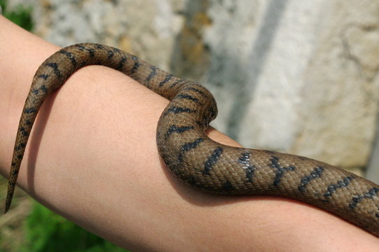 serpent sur un bras