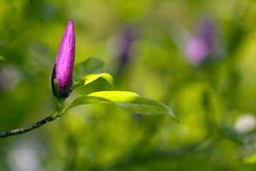 Magnolienblüte