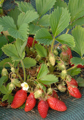 fraisier gariguette