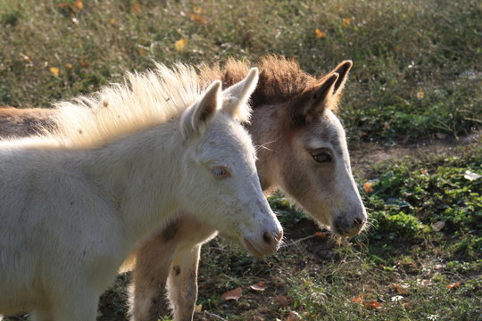 Ponis, caballos enanos.