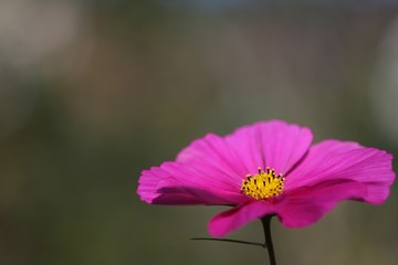 Fototapeta premium Schmuckkörbchen - Cosmea bipinnata