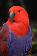 grand eclectus femelle, eclectus roratus