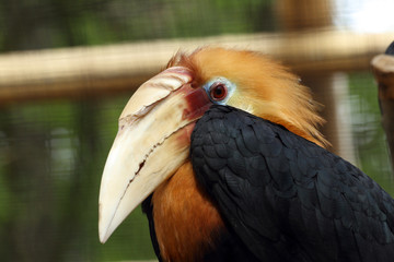 calao papou,rhyticeros plicatus