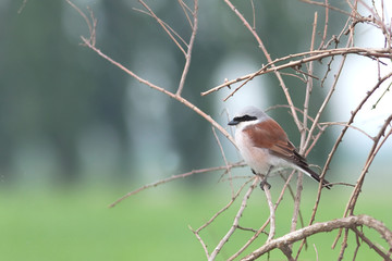 red-backed shrike, male / Lanius collurio