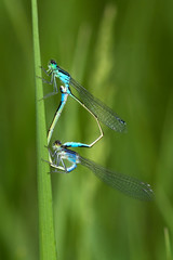 Ischnura elegans - blue-tailed damselfly