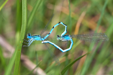 blue damselfly Enallagma cyathigerum mating