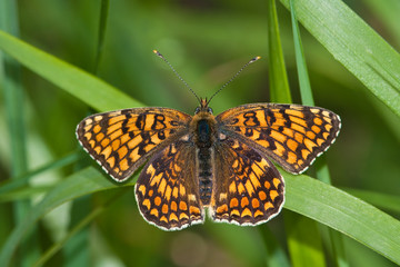 Melitaea trivia / lesser spotted fritillary, female