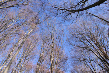 Fototapeta na wymiar blue sky with trees