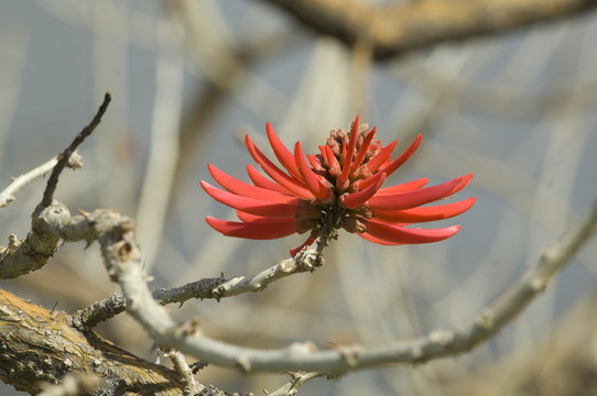 bl&uuml;te 1