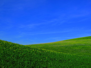 Fototapeta premium Blumenwiese