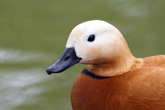 tadorne casarca,tadorna ferruginea