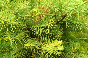 Pine tree background