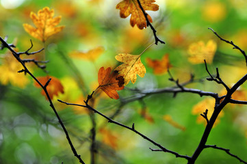 autumn leaves