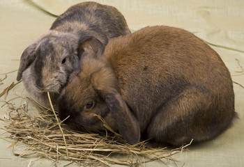 Two pet bunnies eating hay straws.