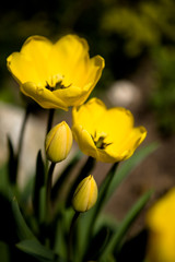Obraz premium bunch of tulips