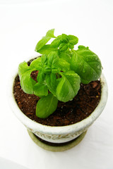 small basil plant with water droplets