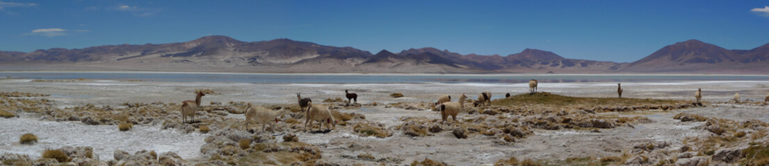 Salar de Surire