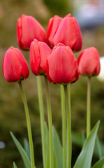 Naklejka premium Red tulips
