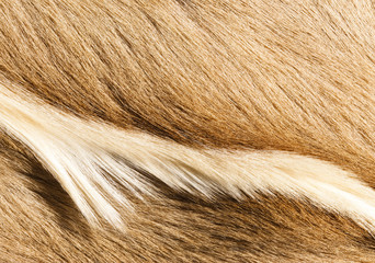 fur textures