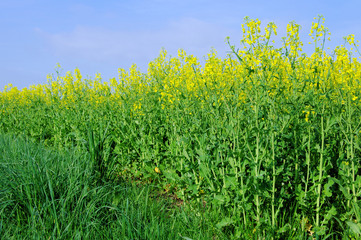 Raps -  Rapeseed 49