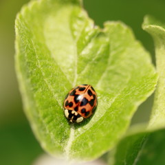 Marienkäfer
