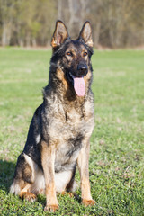 German sheepdog
